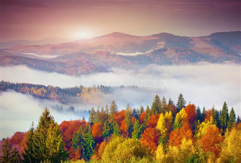Colorful Autumn Morning In The Carpathian Mountains Sokilsky Ri Stock