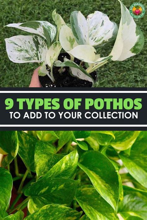 Different Types Of Pothos Plants Pothos Plant