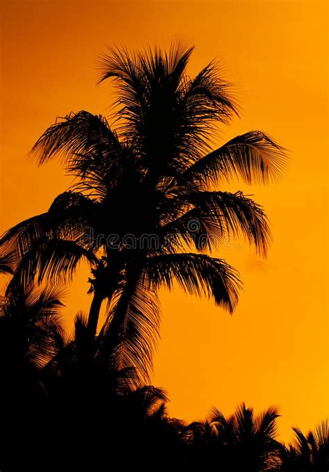 Silhouettes Of Coconut Palm Trees On Beach At Sunset Stock Photo