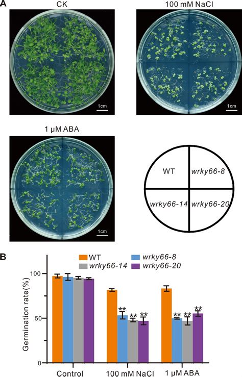 Effects Of Atwrky66 Mutations On Seed Germination Under Salt Stress Or