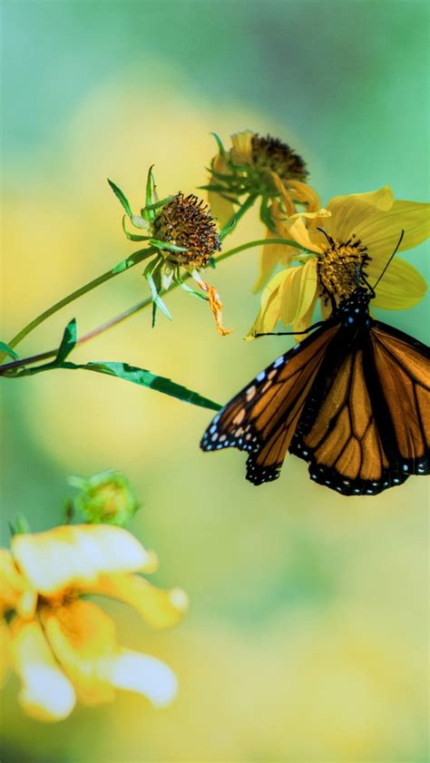 Butterfly On Flower Iphone Wallpapers Free Download