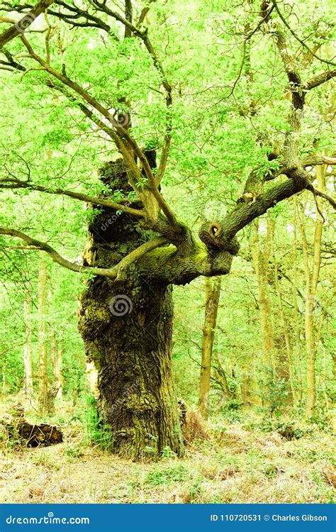 Ancient Oak Trees Gen Quercus Stock Image Image Of Sherwood Forest