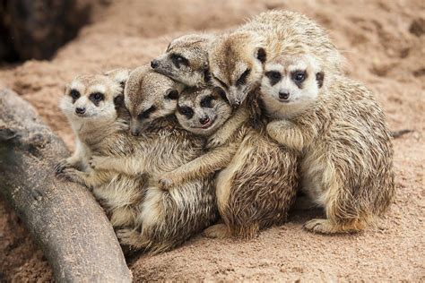 Meerkats May Be Cute But They Can Be Dangerous