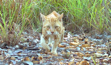 Australian Feral Cats Wreak The Most Damage To Species Australian