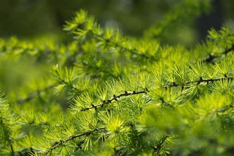 Larch Tree Branch Stock Photo Image Of Background Branch 54562430