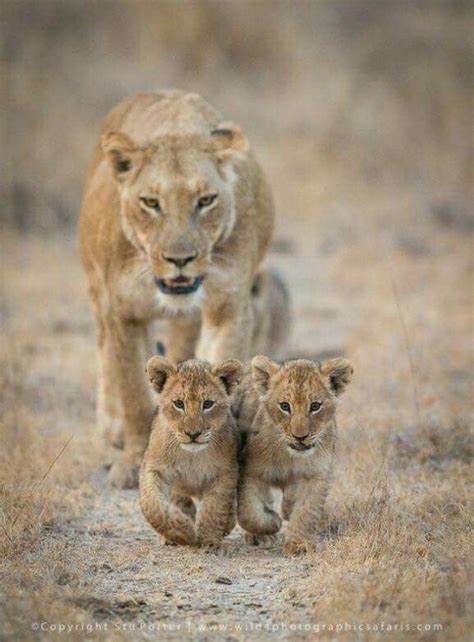Thebrainsupplementsguy Lioness And Cubs Cute Baby Animals Animals