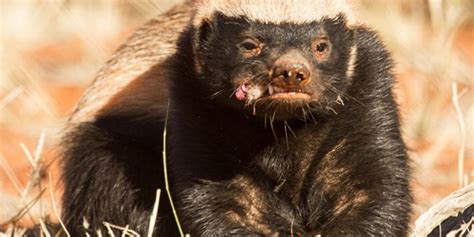 Honey Badger A Complete Guide To The African Honey Badger