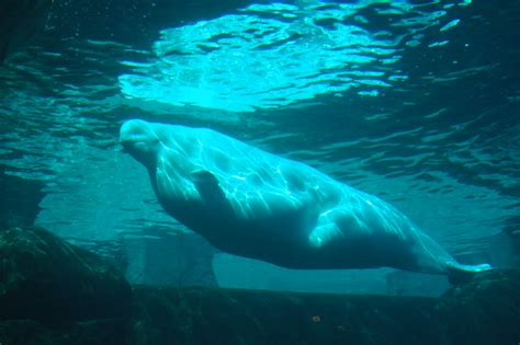 Imaq The Beluga Whale Beluga Whales At The Vancouver Aquar Flickr