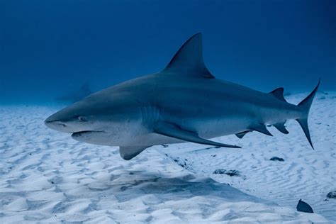 Bull Shark Facts Habitat And Behavior American Oceans