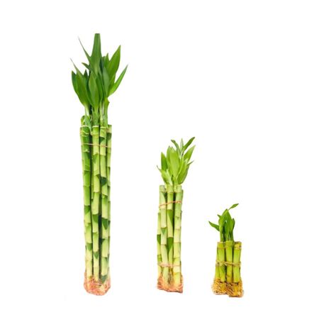 Straight Lucky Bamboo 10pcs 7 Sizes Etsy Uk