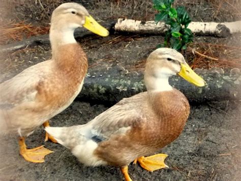 As snail eaters, egg layers, for meat or simply as a hobby so it's just a matter of choosing a breed that suits your backyard and needs. Duck Breeds for Backyard Flocks | HGTV