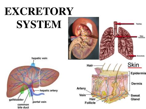 Excretory System Bliss Biology