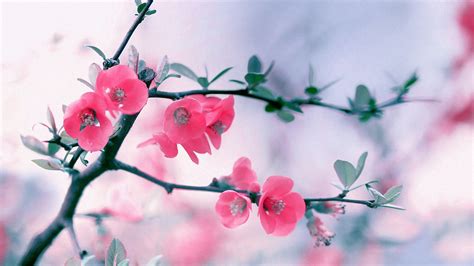 Wallpaper Flowers Red Branch Cherry Blossom Pink Spring Leaf