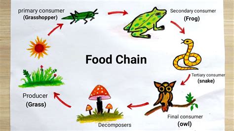 Simple Food Chain Drawing Easy For Kids Memmiblog