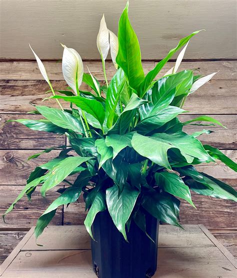 8 Peace Lily Spathiphyllum By Williams Floral And Nursery