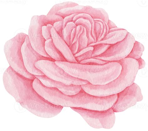 Pink Rose Flowers Watercolor Illustration 9788387 Png