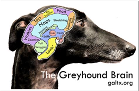 Are Dog Brain Sizes Different Among Breeds