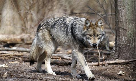 Cattlemen Tell Environews Ranchers Want Mexican Wolves Killed Despite