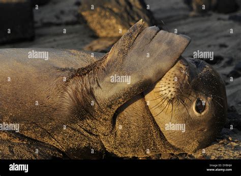 Hawaiian Monk Seal Rests On The Beach Neomonachus Schauinslandi