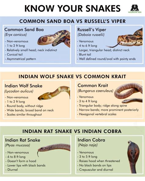 Venomous Snakes Of India Wildlife Sos