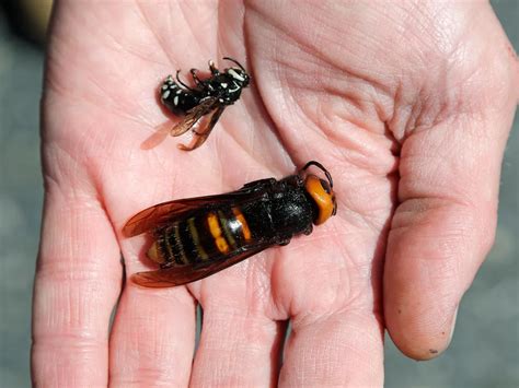 Two New Asian Giant Hornet Sightings In Pacific Northwest Smart News Smithsonian Magazine