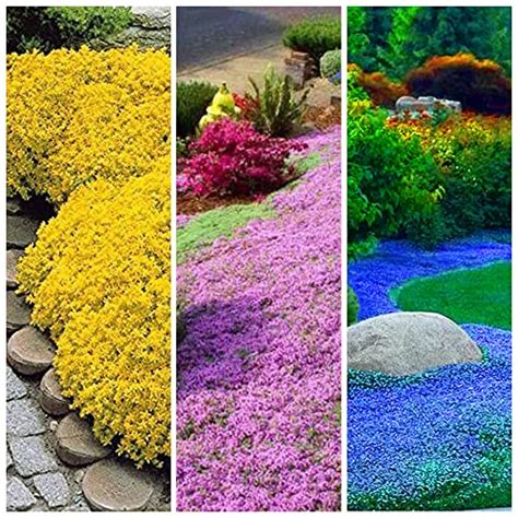 Best Time To Plant Creeping Thyme Reviews And Buying Guide Maine
