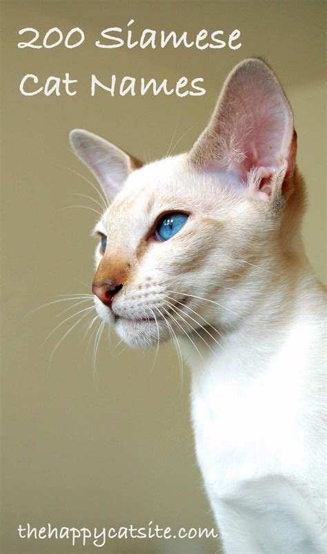 There are also choices that take inspiration from your kitty. 200 Best Siamese Cat Names For Your Kitten