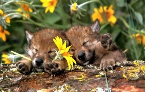 Adorable Wolf Puppies In Flowers Baby Wolves Amazing Animal