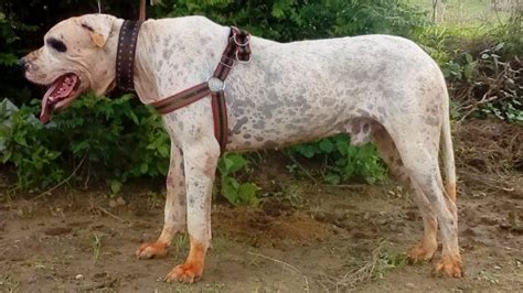 Bully kutta, also known as pakistani mastiff. Best quality bully kutta puppies for sale - YouTube