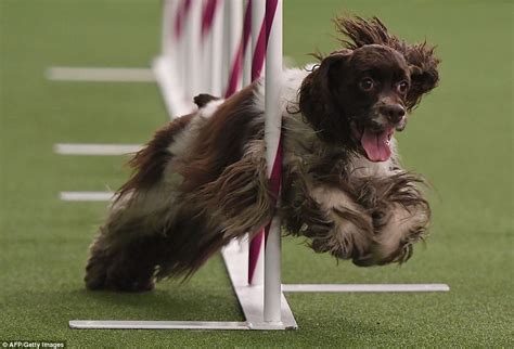 Dogs Compete In Annual Westminster Agility Championship Daily Mail Online