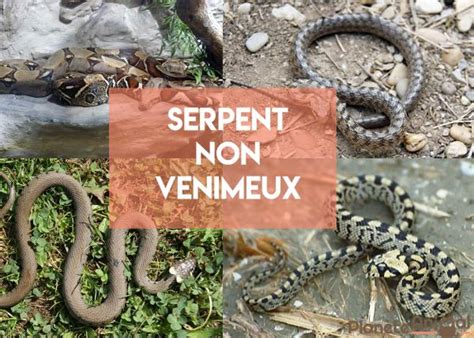 Types De Serpents Non Venimeux Noms Caract Ristiques Photos