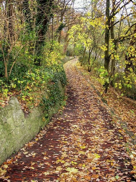 Leave Covered Autumn Pathway Photograph By Marieke Peche Fine Art America