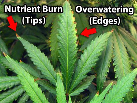 Believe it or not, you're more likely to kill your indoor plants by overwatering them than by underwatering them. 5 Surprising Signs of Overwatering | Grow Weed Easy