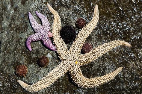 What And How Do Starfish Eat 101 Guide Coachella Valley Preserve