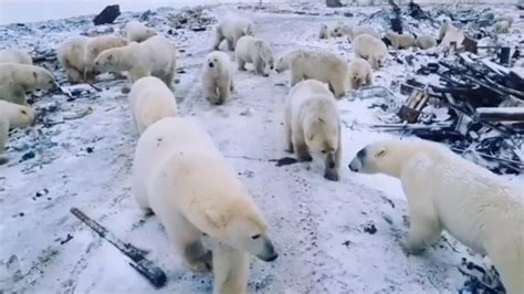 State Of Emergency Declared As Starving Polar Bears Invade Russian