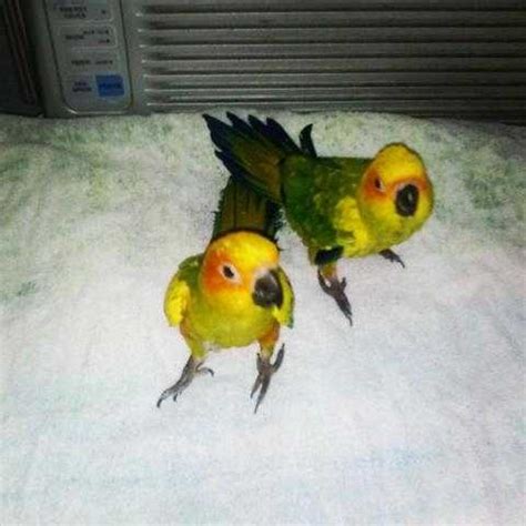 They are potty and crate trained, and home raised. handfed baby Sun Conures FOR SALE ADOPTION from Jessup Pennsylvania Lackawanna @ Adpost.com ...