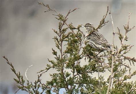 new york breeding bird atlas checklist 7 apr 2023 bush terminal piers park 46 species 1