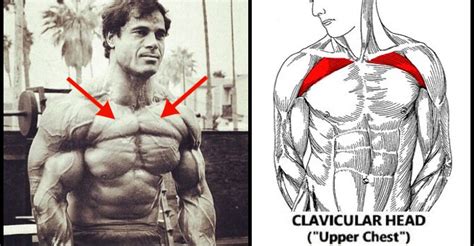 There are around 650 skeletal muscles within the typical human body. 8 Tips for Building a Big Upper Chest | Fitness Workouts ...