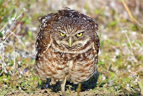 Burrowing Owl Facts Burrowing Owl Diet And Habitat