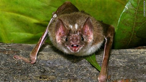 2010 Death First Us Known Case Of Vampire Bat Rabies Virus