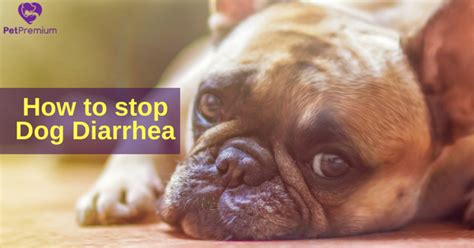 Pet Care Articles How To Stop Dog Diarrhea Petpremium