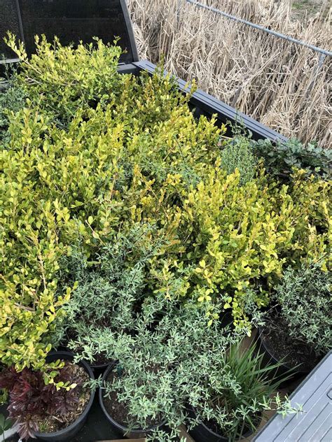 Japanese Boxwood 🌿 Transform Your Garden With Elegant Buxus Microphylla