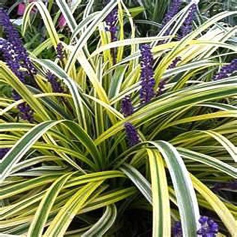 Onlineplantcenter 1 Gal Variegated Lily Turf Plant L872cl The Home