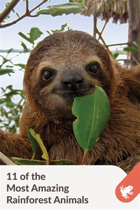 Most of them is endangered. 11 Amazing Rainforest Animals | Cute animals, Cute sloth ...