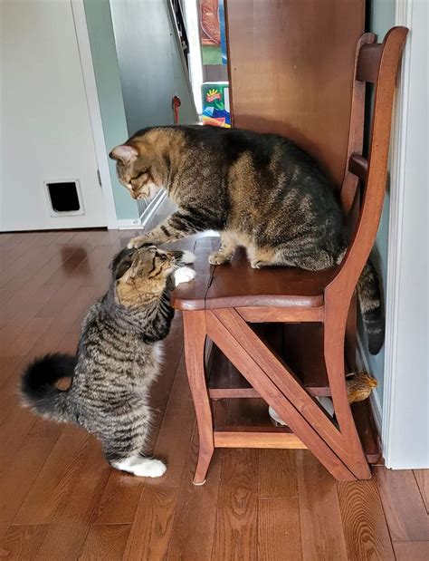 Psbattle These Sparring Cats Rphotoshopbattles