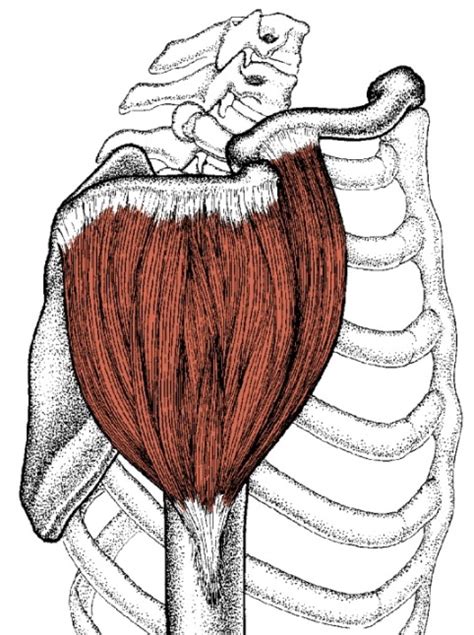 Deltoid Muscle Location And Actions