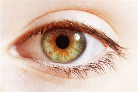 20800 Hazel Eyes Stock Photos Pictures And Royalty Free Images Istock