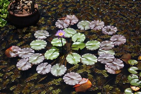 Water Lily Pads And A Single Flower In A Garden Pond By Doiko