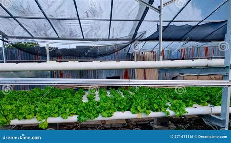 Watercress That Is Cultivated By Hydroponic Naming Stock Image Image