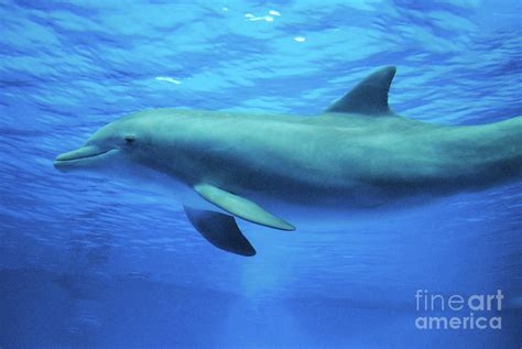 Bottlenose Dolphin Underwater In The Deep Blue Photograph By Dejavu